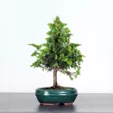 GENÉVRIER JUNIPERUS COMMUNIS "OLD GOLD" 1-15