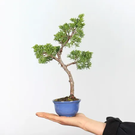 Bonsai Genévrier Shohin