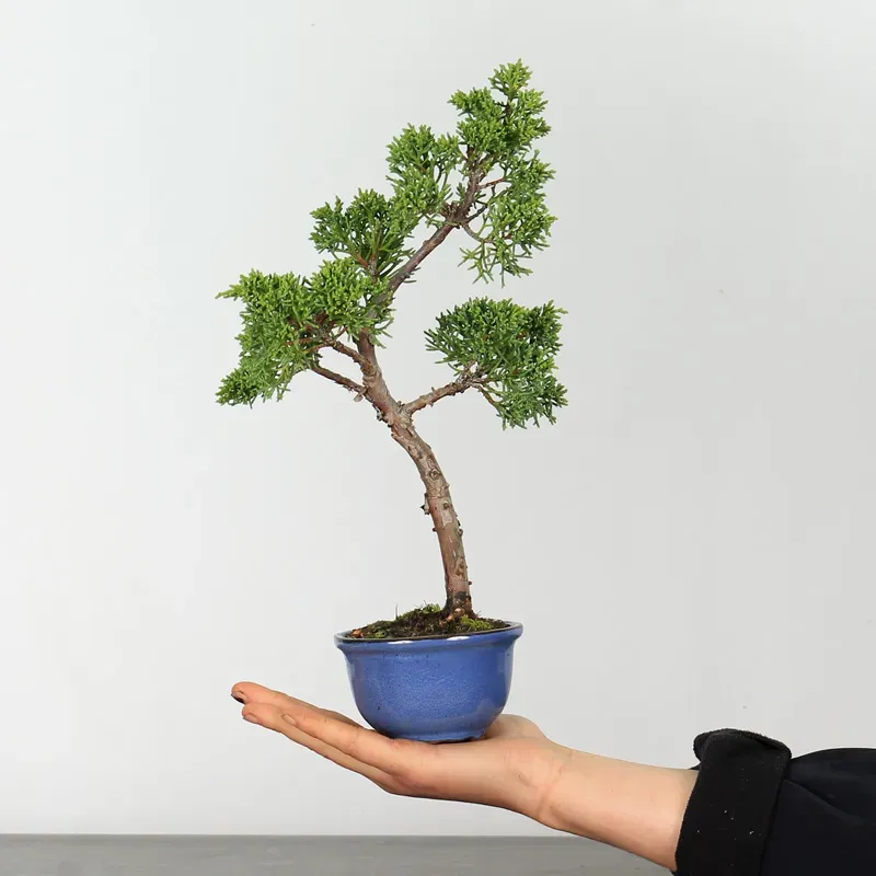 image supplémentaire - GENÉVRIER SHOHIN "JUNIPERUS...