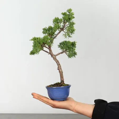 image supplémentaire - GENÉVRIER SHOHIN "JUNIPERUS...