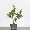 GENÉVRIER "JUNIPERUS FORMOSANA" 1-17