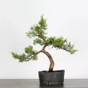 GENÉVRIER "JUNIPERUS COMMUNIS" 1-18