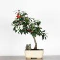 COTONÉASTER DE PARNEY 1-4