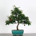 COTONÉASTER DE PARNEY 1-6