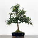 COTONÉASTER DE PARNEY 1-7