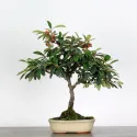 COTONÉASTER DE PARNEY 1-9