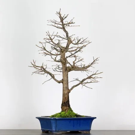 image supplémentaire - BONSAI LINDEN "TILIA" 1-13