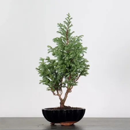 CHAMAECYPARIS pisifera BOULEVARD 3-18