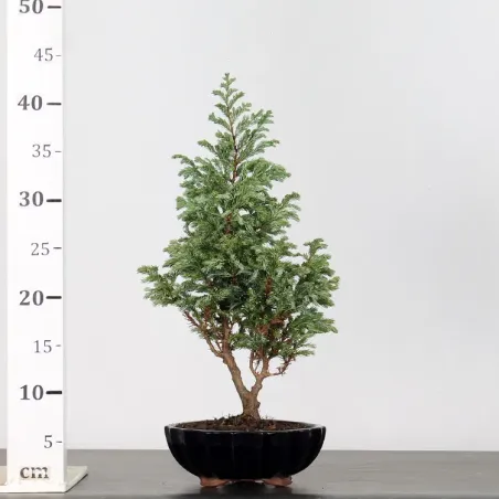 image supplémentaire - CHAMAECYPARIS pisifera...