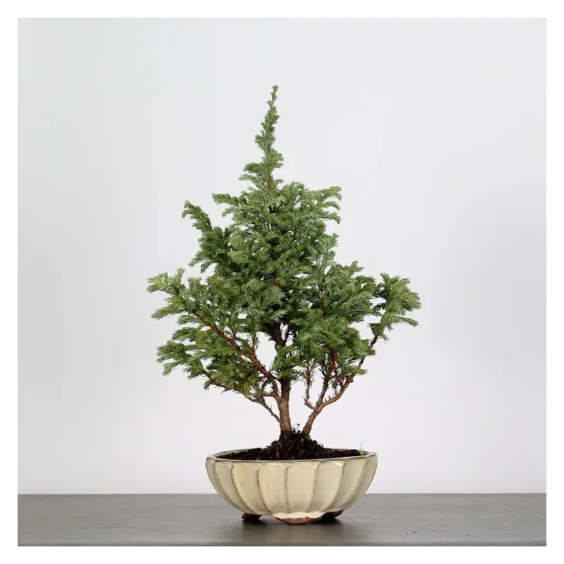 CHAMAECYPARIS pisifera BOULEVARD 3-20