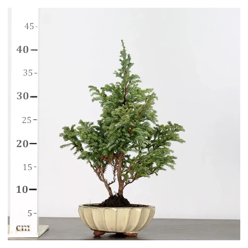 image supplémentaire - CHAMAECYPARIS pisifera...