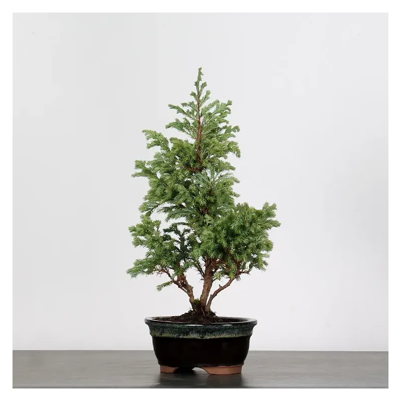 CHAMAECYPARIS pisifera BOULEVARD 3-21