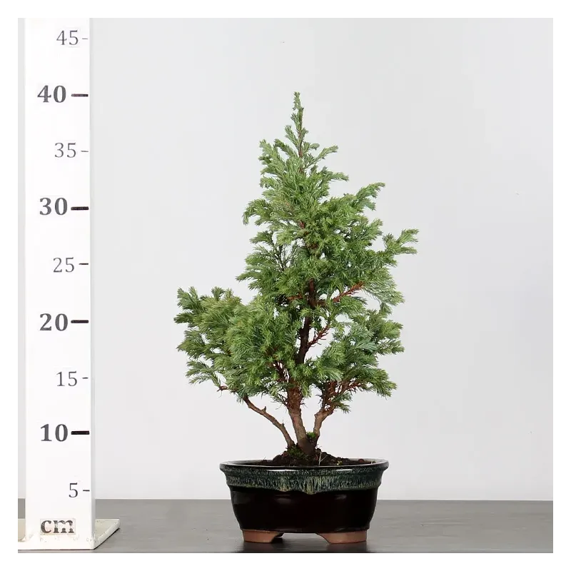 image supplémentaire - CHAMAECYPARIS pisifera...