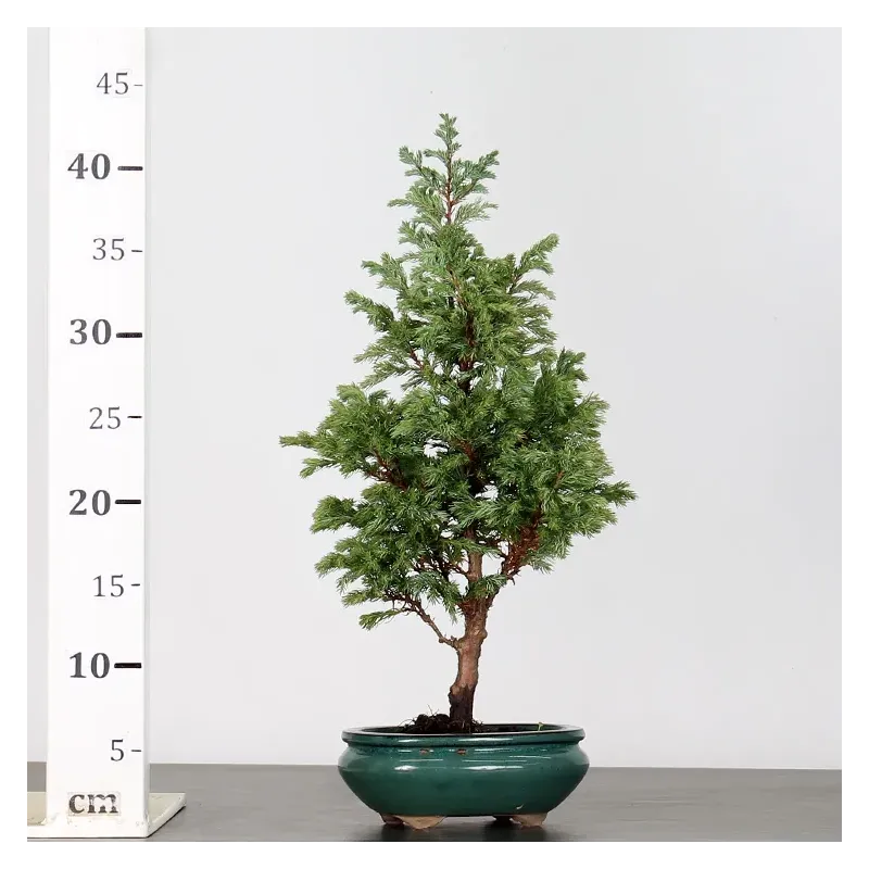 image supplémentaire - CHAMAECYPARIS pisifera...