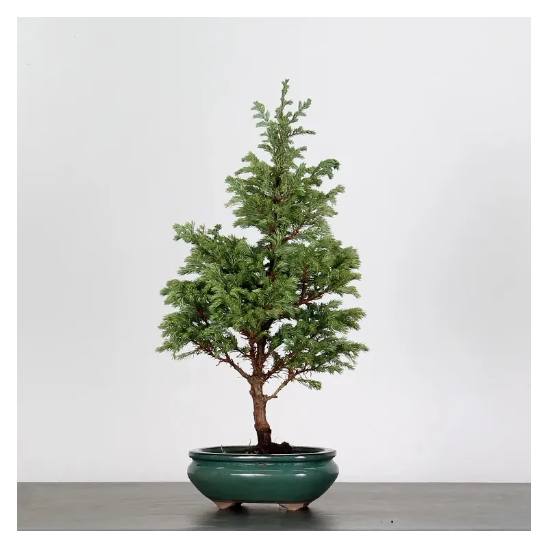 CHAMAECYPARIS pisifera BOULEVARD 3-22