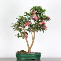 CAMELIA D\'AUTOMNE "SASANQUA" 2-5
