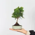 FAUX CYPRES DU JAPON 1-1
