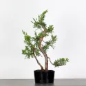 GENÉVRIER "JUNIPERUS FORMOSANA" 1-11