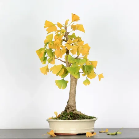 image supplémentaire - GINKGO BILOBA 1-6