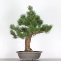PIN NOIR "PINUS THUNBERGII" 2-4