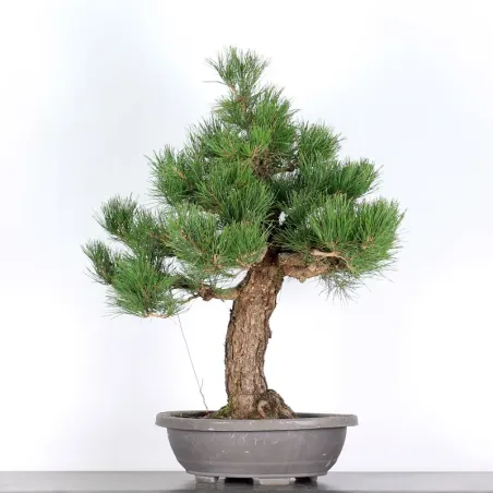 image supplémentaire - PIN NOIR "PINUS THUNBERGII"...