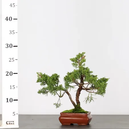 image supplémentaire - GENÉVRIER SHOHIN "JUNIPERUS...
