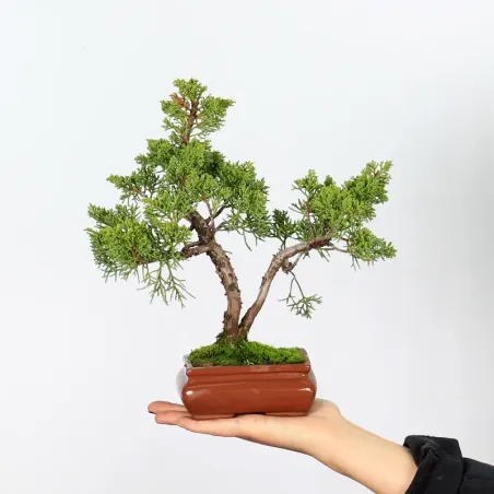 GENÉVRIER SHOHIN "JUNIPERUS CHINENSIS KISHU" 3-2