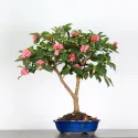 CAMELLIA SASANQUA 3-7