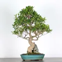 FICUS NITIDA 1-1