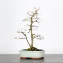 ORME DE CHINE "Ulmus parvifolia" 2-12