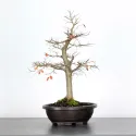 ORME DE CHINE "Ulmus parvifolia" 3-1
