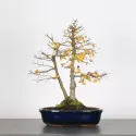 ORME DE CHINE "Ulmus parvifolia" 3-7