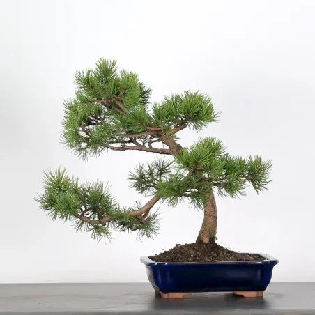 image supplémentaire - BONSAI PIN "PINUS MUGO" 3-6