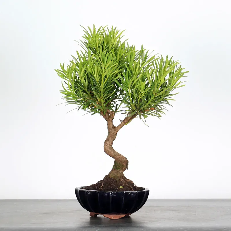 PIN DE BOUDDHA "PODOCARPUS" 1-1