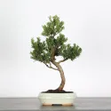 PIN DE BOUDDHA "PODOCARPUS" 2-5