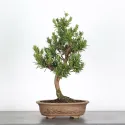 PIN DE BOUDDHA "PODOCARPUS" 3-3