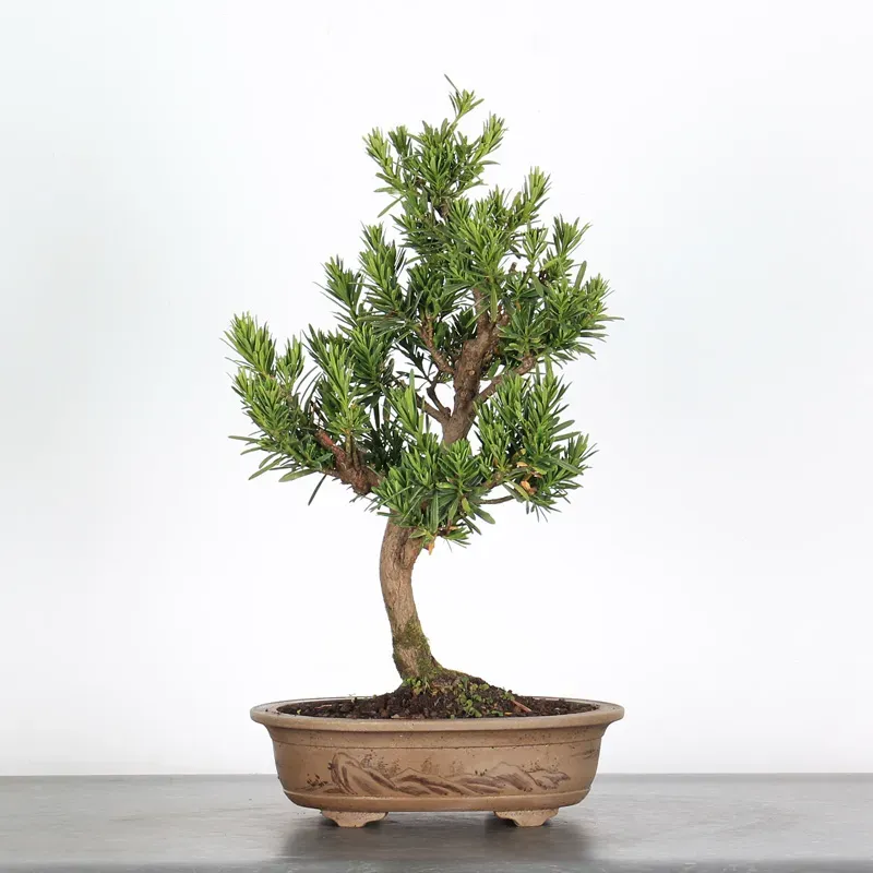 PIN DE BOUDDHA "PODOCARPUS" 3-3