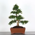 ORME DE CHINE "Ulmus parvifolia" 3-5