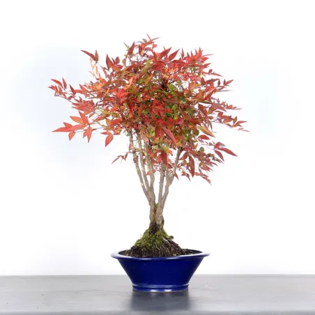 NANDINA "SACRED BAMBOO" 2-7