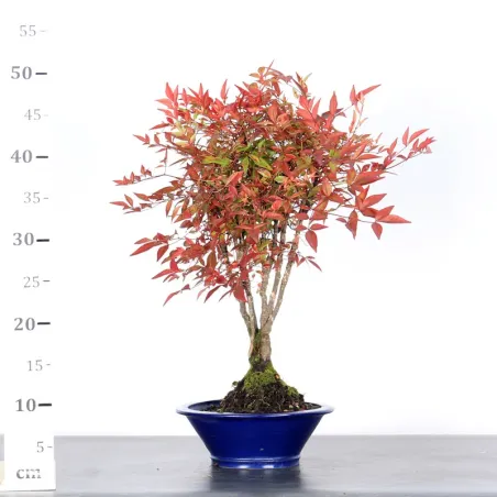 image supplémentaire - NANDINA "SACRED BAMBOO" 2-7