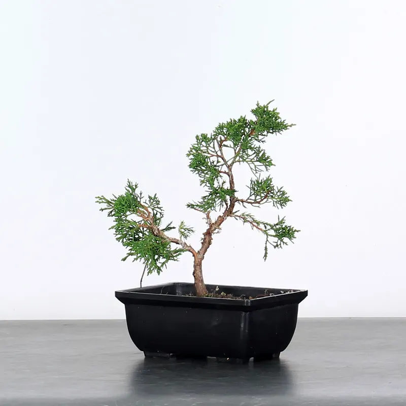 KIT BONSAI SHOHIN JUNIPERUS  1-2