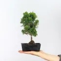 FAUX CYPRES DU JAPON 1-10