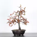 CHÊNE DES MARAIS "QUERCUS PALUSTRIS" 1-3