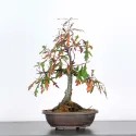 CHÊNE DES MARAIS "QUERCUS PALUSTRIS" 1-4