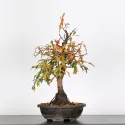 CHÊNE DES MARAIS "QUERCUS PALUSTRIS" 1-5