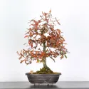 CHÊNE DES MARAIS "QUERCUS PALUSTRIS" 1-6