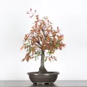 CHÊNE DES MARAIS "QUERCUS PALUSTRIS" 1-8
