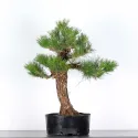 PIN NOIR "PINUS THUNBERGII" 2-11