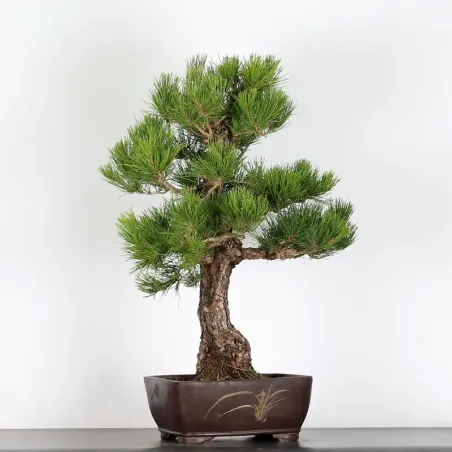 image supplémentaire - BONSAI PINUS THUNBERGII 3-2