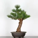 PIN NOIR "PINUS THUNBERGII" 3-5